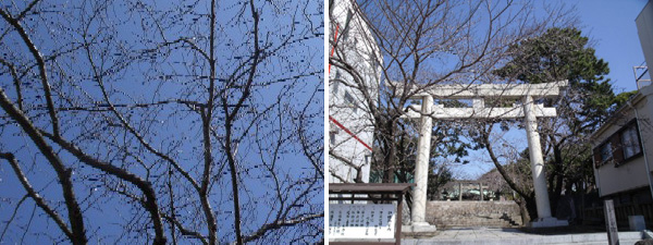 日枝神社からの桜だより