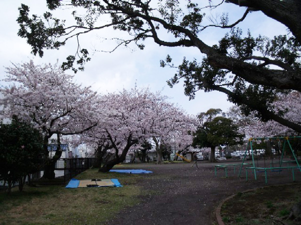 公園の桜
