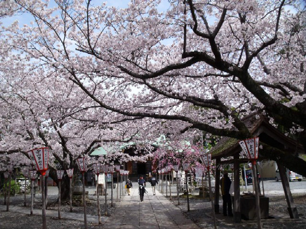 本堂と桜