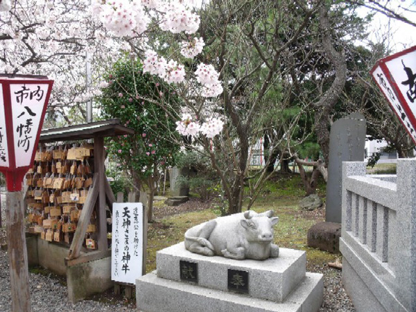 天神様の牛と桜
