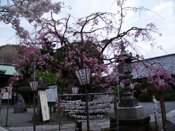 日枝神社の枝垂れ桜