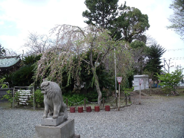 日枝神社の枝垂れ桜