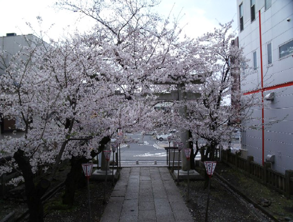 日枝神社の桜