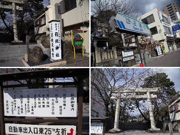 日枝神社からの桜だより