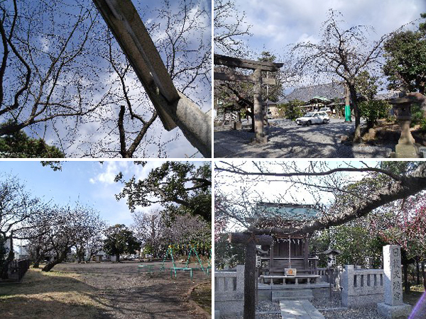 日枝神社からの桜だより