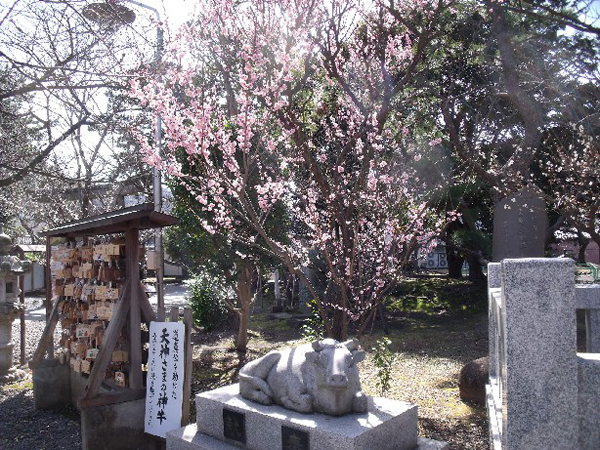日枝神社からの桜だより
