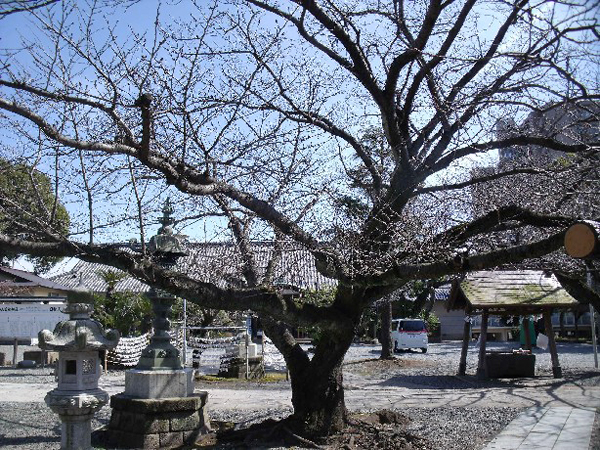 日枝神社からの桜だより