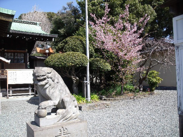 日枝神社からの桜だより