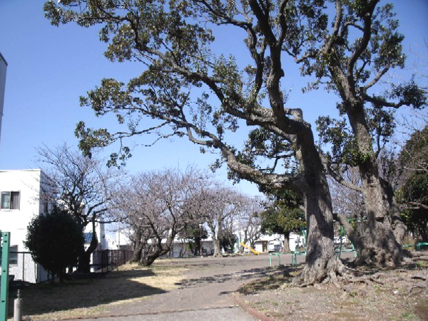 日枝神社からの桜だより