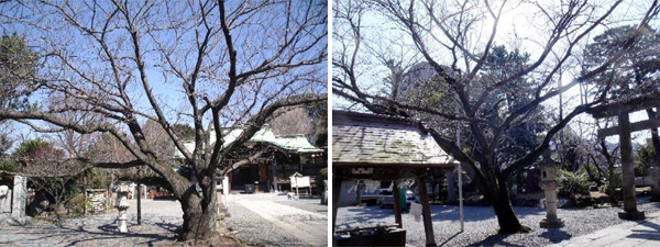 日枝神社からの桜だより