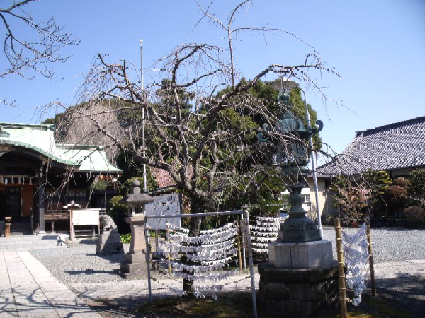 日枝神社からの桜だより