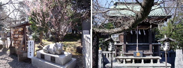 日枝神社からの桜だより