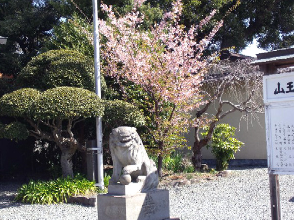 日枝神社からの桜だより