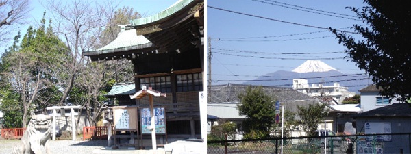 日枝神社からの桜だより