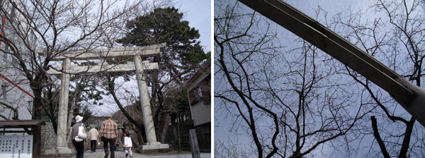 日枝神社の鳥居を囲んでいる桜の蕾み