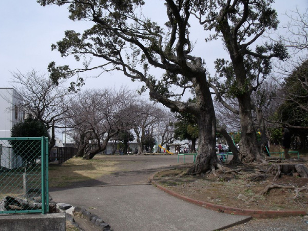 日枝神社の桜