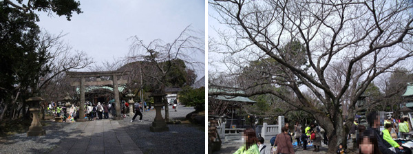 日枝神社の境内の大きな桜