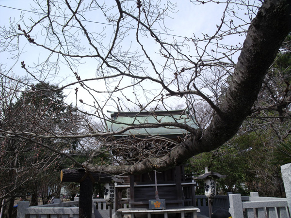 日枝神社の天満宮の前にある桜の大枝