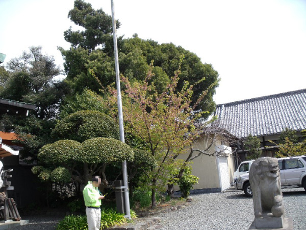日枝神社の河津桜