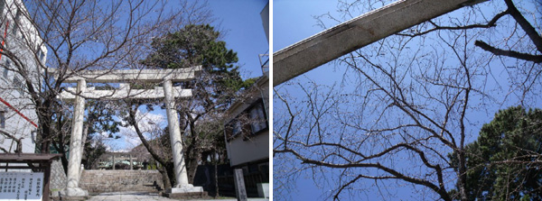 秒読み段階の日枝神社の桜