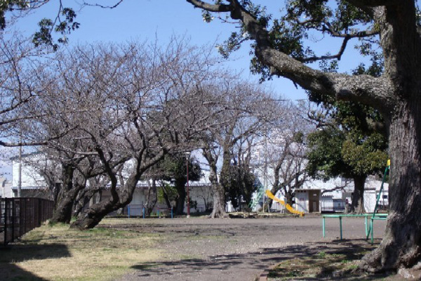 公園の桜