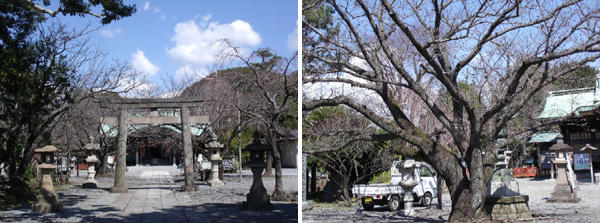 鳥居の両脇にある枝垂れ桜と大枝の桜