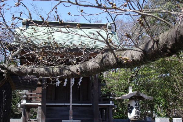 日枝神社の天満宮の前にある桜の大枝