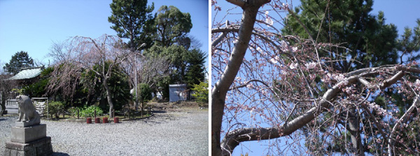 本堂脇の枝垂れ桜
