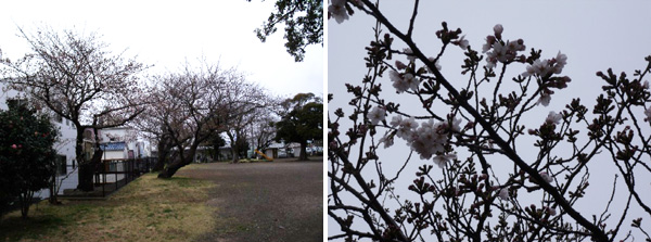 公園の桜
