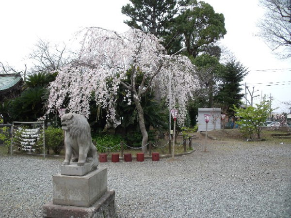 枝垂れ桜