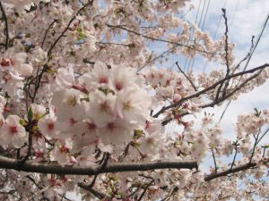 名古屋の桜