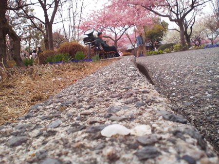 なばなの里の桜