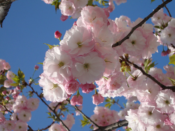 見沼代親水公園の桜