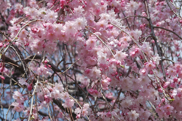 富士山南麓の桜