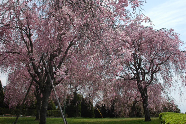 富士山南麓の桜