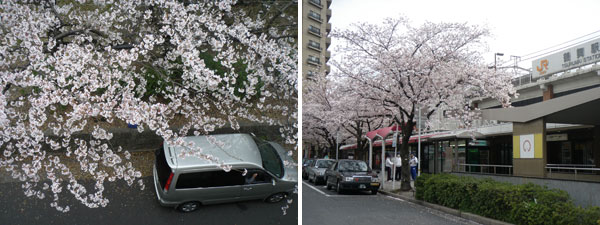 鶴舞公園の桜