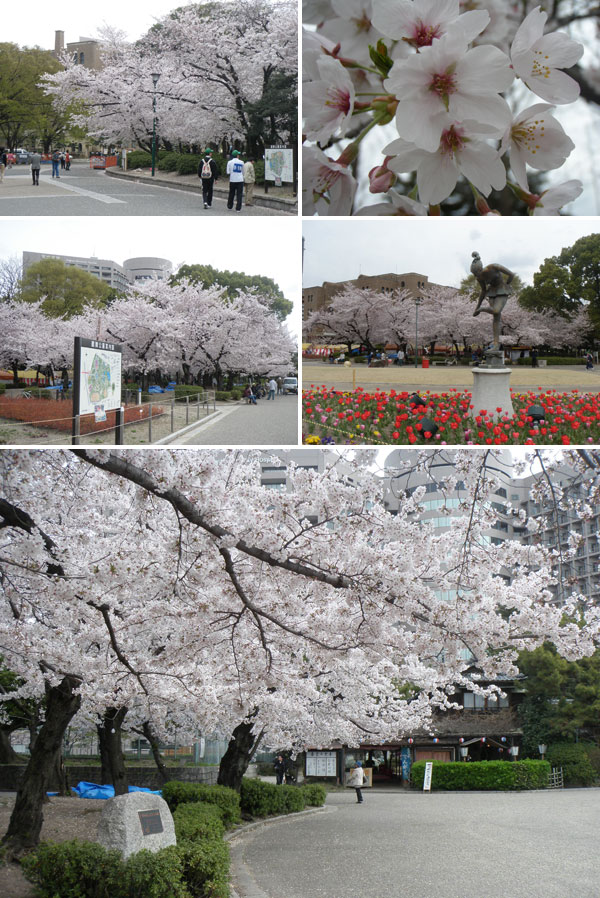 鶴舞公園の桜