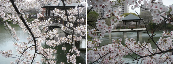 鶴舞公園の桜