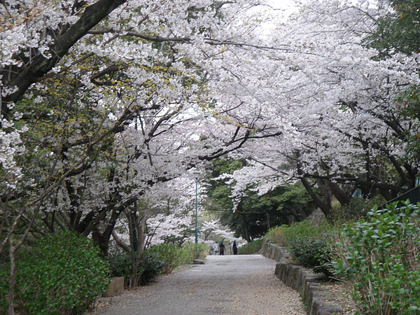 鶴舞公園の桜