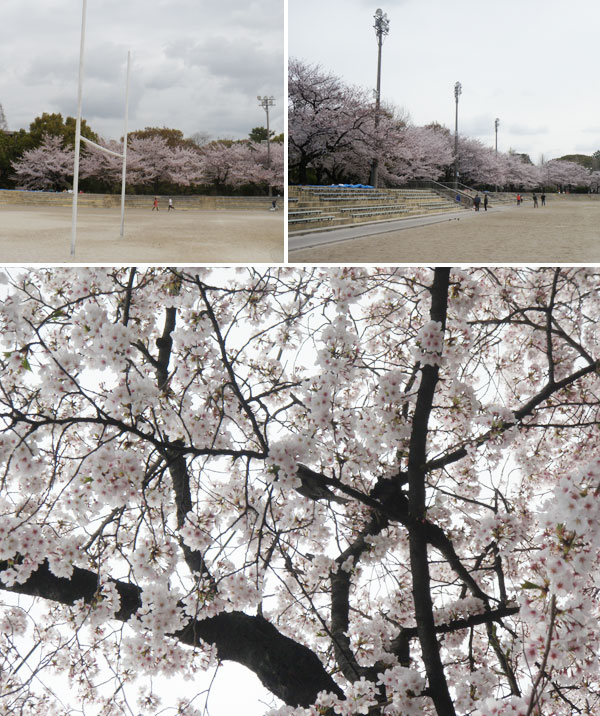 鶴舞公園の桜