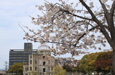 中国からの桜だより