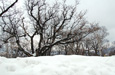 北海道からの桜だより
