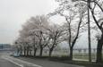 北陸からの桜だより