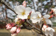 関西からの桜だより