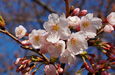 関東からの桜だより