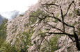 甲信越からの桜だより