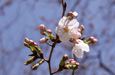 九州からの桜だより"
