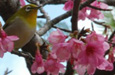 沖縄からの桜だより