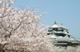 四国からの桜だより