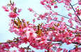 東海からの桜だより
